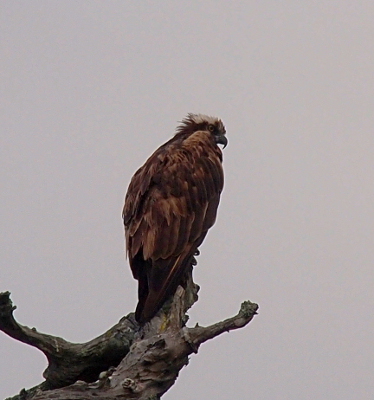 [The same bird with its head turned toward the right which makes the outline of its beak visible.]